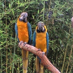 Parrots! :) #sixflags #newjersey  (Taken