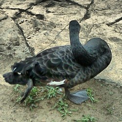 Duckie :D #blackswan #pretty  (Taken with