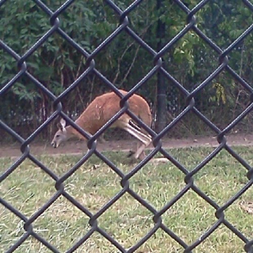 Kangarooo :) #walkingontail #kanga #roo #cutie (Taken with Instagram)