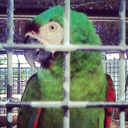 Tweet tweet lol #birdie #parrot  (Taken with