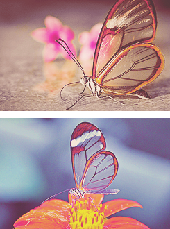 The Glasswinged butterfly (Greta oto) is