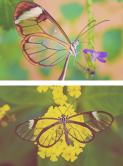 The Glasswinged butterfly (Greta oto) is a brush-footed butterfly, and is a member of the subfamily Danainae, tribe Ithomiini, subtribe Godyridina. Its wings are translucent, with a wingspan of 5.6 to 6.1 cm (2.2 to 2.4 in). Its most common English