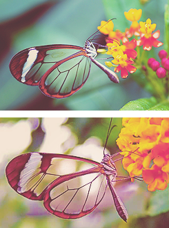 The Glasswinged butterfly (Greta oto) is a brush-footed butterfly, and is a member of the subfamily Danainae, tribe Ithomiini, subtribe Godyridina. Its wings are translucent, with a wingspan of 5.6 to 6.1 cm (2.2 to 2.4 in). Its most common English