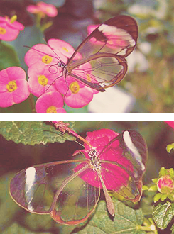 The Glasswinged butterfly (Greta oto) is a brush-footed butterfly, and is a member of the subfamily Danainae, tribe Ithomiini, subtribe Godyridina. Its wings are translucent, with a wingspan of 5.6 to 6.1 cm (2.2 to 2.4 in). Its most common English