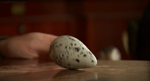 youweremyfavorite:byeproductivity:headlikeanorange:The Guillemot is a seabird that lays its eggs on 
