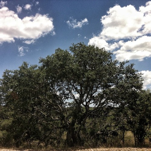 Have a nice upcoming week, everyone. #hillcountry #texas #tree #sky (Taken with Instagram)