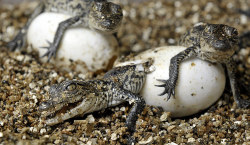 theanimalblog:  Three endangered Morelet’s crocodiles hatch from their eggs at the Cotswold wildlife park near Burford, Oxfordshire. The crocodile, which comes from Central America, was almost hunted to extinction in the 1950s, and the Cotswold Wildlife