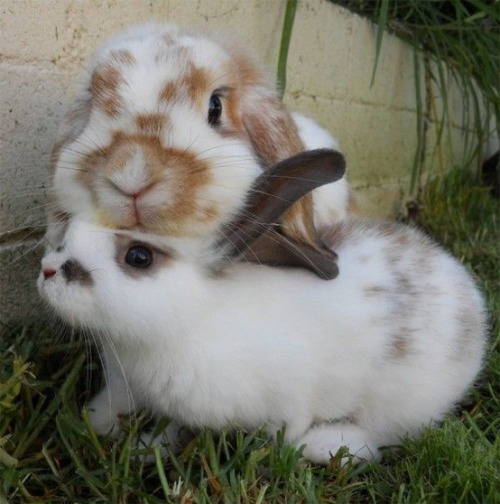 cute rabbits