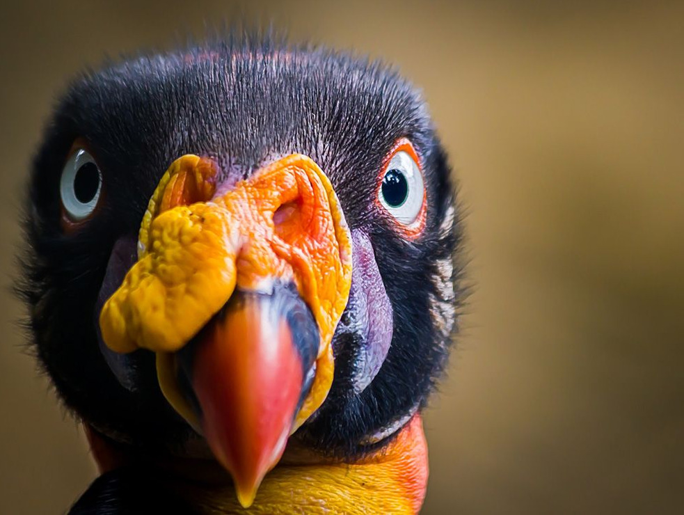 animals-animals-animals:  King Vulture (by Jorge A. Bohorquez) 