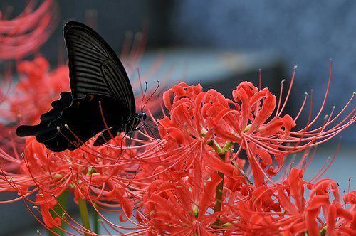 ohsopictures:  http://weheartit.com/entry/35878098