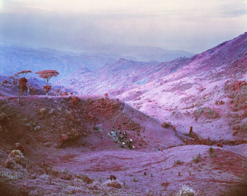 unseenphotofair: Herd at Dusk, 2011 © Richard Mosse/Edel Assanti