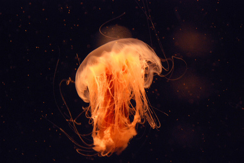 aquaticwonder:  Tumblr | Flickr 