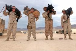 militarymom:  Semper Fi MPs and K-9s best