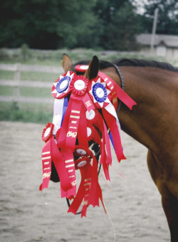 serinalion:  Congratulations horse, you win at horse 