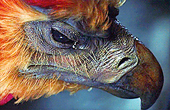 darkflights:  hp meme [6/6] - six creatures/magical objects↳ Phoenixes   “Fascinating