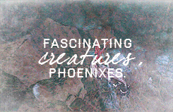 darkflights:  hp meme [6/6] - six creatures/magical objects↳ Phoenixes   “Fascinating