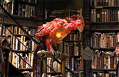 darkflights:  hp meme [6/6] - six creatures/magical objects↳ Phoenixes   “Fascinating