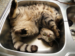 iamthecrime:  Cat in Sink (by Bombarde01)