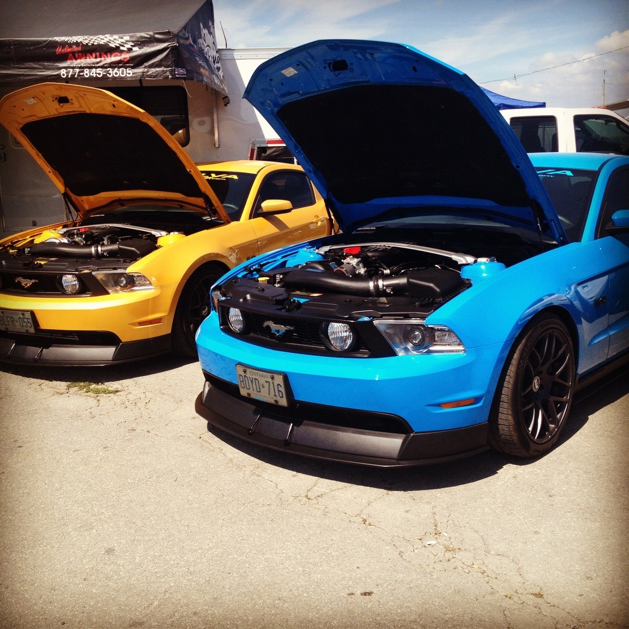 Ford Mustangs