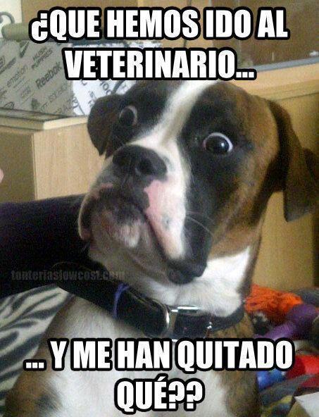 FecaMental.com | Web de Humor |Chile