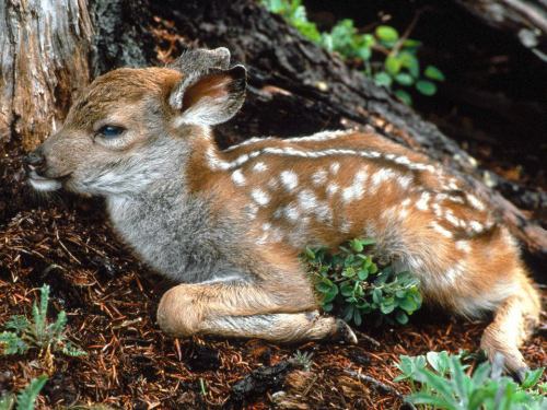earthandanimals:  Deer Fawn. So adorable! 