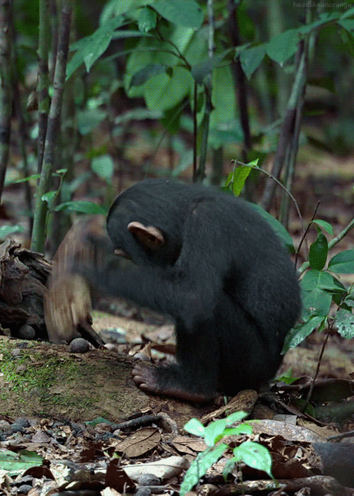 wasbella102:A young chimpanzee tries to crack a nut. (Chimpanzee - Disneynature)headlikeanorange:It 