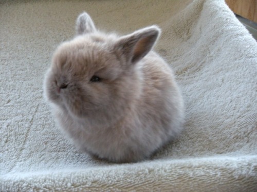 pomposidadpomposa:♥ More cute rabbits here / Más conejitos aquí ♥