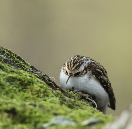 fat-birds:  fat-birds:Treecreeper by Sandra Standbridge. on Flickr. do the creeeep