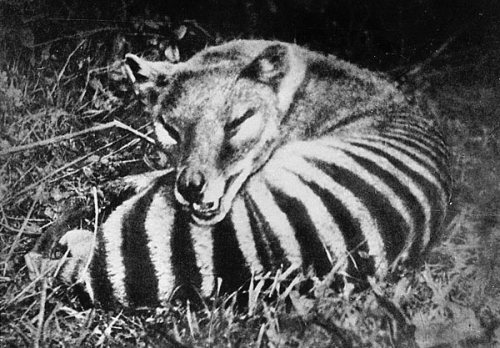 Thylacines are also called Tasmanian tigers, and they went extinct like a hundred years ago. They we