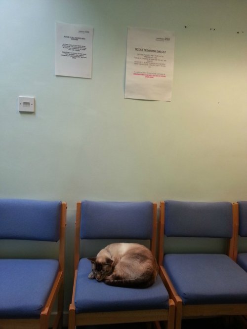 js-ashby:redsuspenders:cat in doctor’s waiting room[Imageset shows a cat curled up on a chair, presu