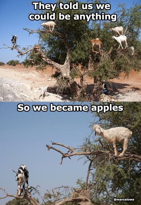 fuckyeahdementia:  good choice, goats [@marcelows] 