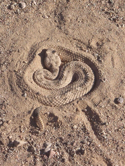  dont tread on me