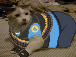 gingerjude:  I apologize for all of this. About three years ago, I drew TF2 outfits on my cats and it was funny. About a month ago, I guess I decided that it was still funny and made new ones with both my own and my friends’ cats. RED team will be dogs,