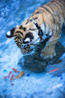 lions-and-company:  Catching Fish by jwerry on Flickr. 