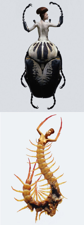 Photographer Laurent Seroussi has created a body of work entitled Insectes. This example of photogra