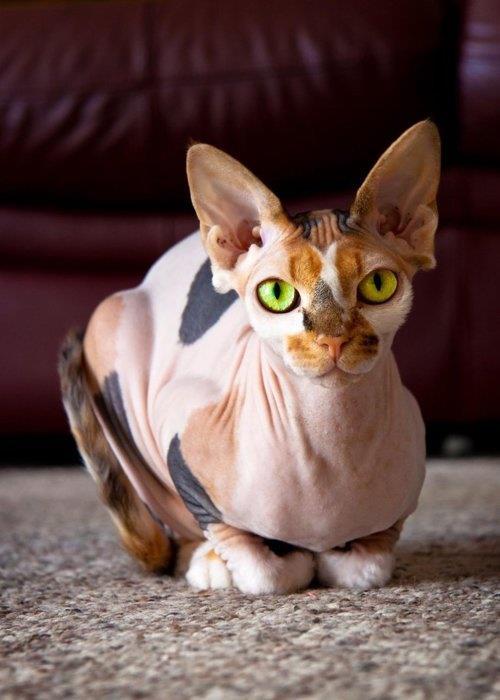 wiredlain:  Calico Sphinx 