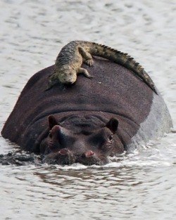 earthlynation:  crocodile and hippo friend
