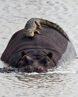 earthlynation:  crocodile and hippo friend porn pictures