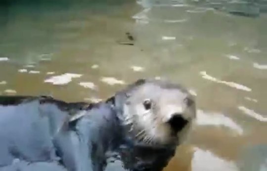 sadomy:  THIS IS EXACTLY THE VOICE I KNEW AN OTTER WOULD HAVE 