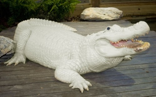 theanimalblog:  This is Trezo Je, one of four leucistic alligators at Gatorland in Orlando, Florida. There are only 15 known leucistic alligators in the world, according to Tim Williams, the park’s media relations officer. Leucistic alligators are known