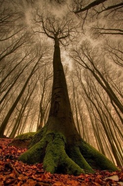 leejax:  The ruler of the forest. 