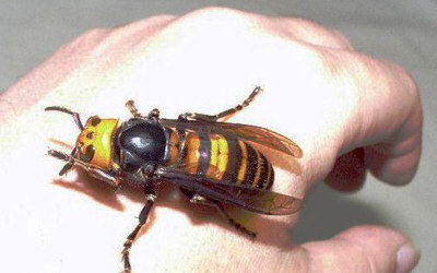 sora-smiles:  weebcomments:  whenever a weeaboo comes up to me and says that they ‘wanjt tO LIVE IN JAPAN DESUUU!!1” i’m going to show them this  thats an asian giant hornet, or a suzumebachiit’s the size of your fucking thumb, the largest hornet