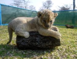 charlotteisnotmyname:  baby lion!!!!