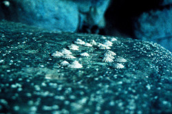 European limpet - Patella vulgata