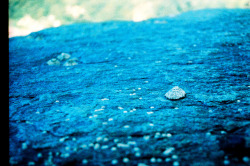 European limpet - Patella vulgata