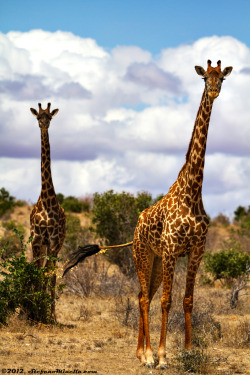 getawildlife:  Two Looking Giraffa Camaleopardalis