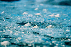 European limpet - Patella vulgata