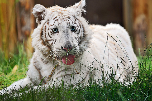 eye-of-the-cat:  White Tiger (Tambako the Jaguar)