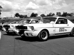 Ford Mustangs