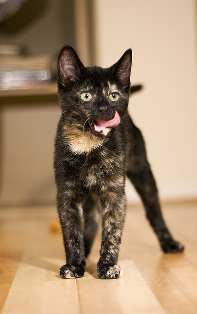 Lick by Fieldy. on Flickr.